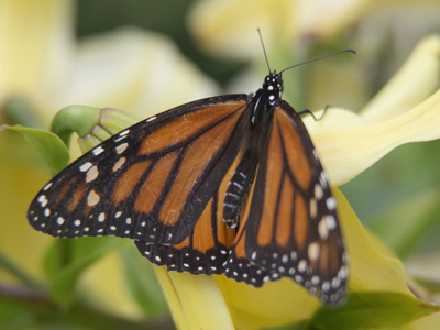 I watched her fly around the garden, tasting flower after flower with her feet, until she landed on one she liked.