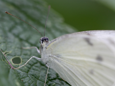 Seen enough butterfly closeups?  TOO BAD!