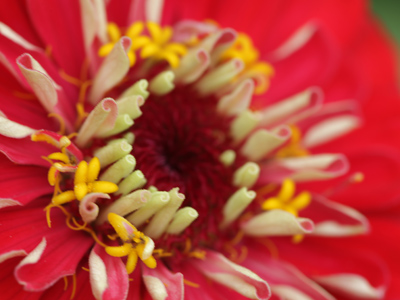 What Dale Chihuly had in mind.