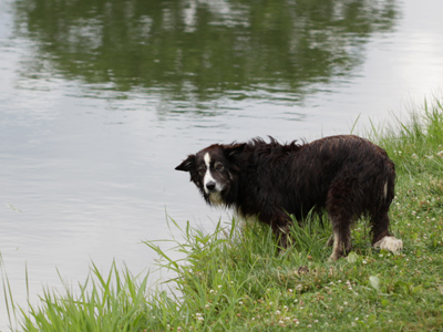 There are signs posted saying not to play with Zip the Wonderdog, so I hope he gets plenty of love at home.