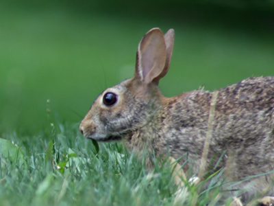I like what you`ve done with your hare.