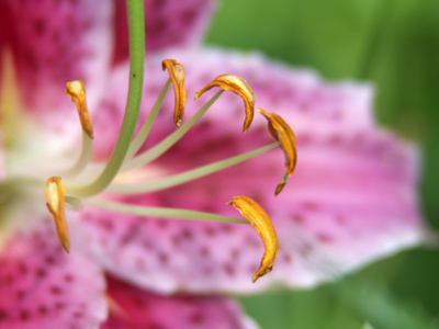 Green, pink and orange is not a color combination I would wear myself, but it works fine here.