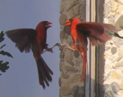 Just because I don`t show you this cardinal beating his head against my office window every morning doesn`t mean that he isn`t doing it (see April 1, 2009).