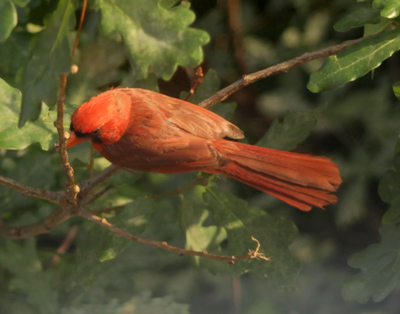 I sit at my desk on the other side of the glass and feel a symbolic connection to him and his useless activity.