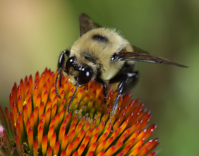 I`d like to say that this photo is simply the result of patience and experience, but it wouldn`t have happened without some expensive camera equipment as well.