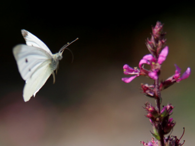 I haven`t yet perfected the flying butterfly shot, but it will look something like this.