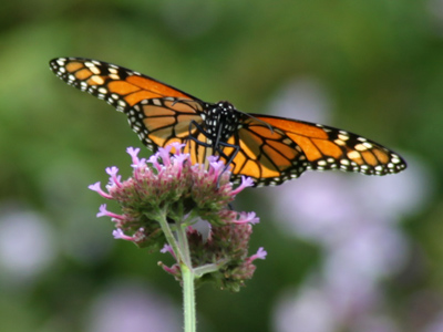 Monarch of all he surveys.