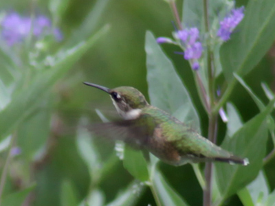 This hummingbird was about the size of my little finger.