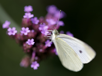 I have no idea why anybody would ask ME to teach a workshop about photographing bugs and flowers.