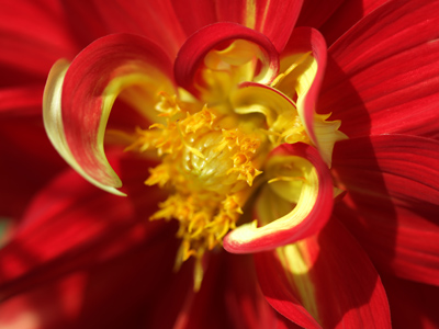 What Carmen wore to the bullfight.