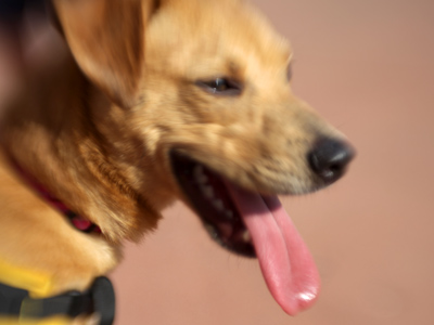 Stressed and slobbery.