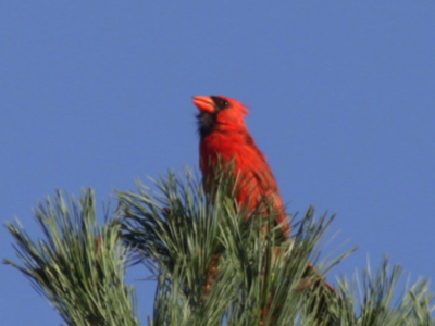 He briefly sang a happy song, then started banging his head against the window again (see July 24, 2009).