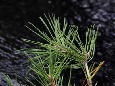 Beside the water, endlessly flowing.