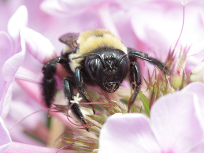 Artistic beauty with scientific clarity.