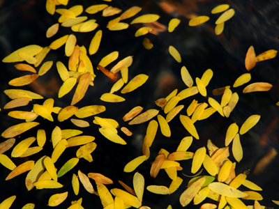 Someone has been distributing leaflets downtown.