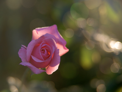 In the morning, I rose.