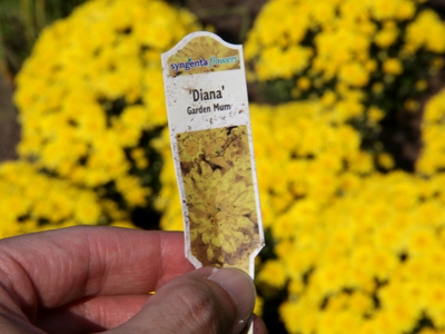 Thanks to years of photography, I`ve become something of an amateur botanist and can identify flowers from even the most subtle clues.