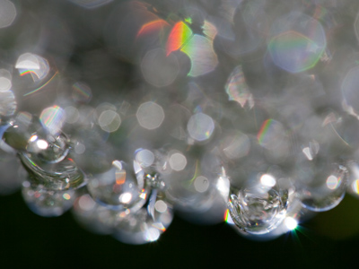 What it looks like UNDERNEATH a dew-laden web.
