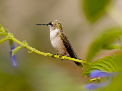 I had another Saturday morning rendez-vous with the sun, the flowers, and the hummingbirds.