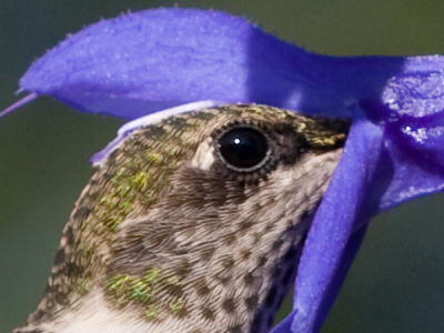 Who knew hummingbirds had eyelashes?