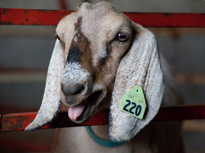 `My lawyer will get me outta here.`