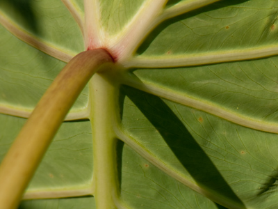 Nature, as seen from backstage.
