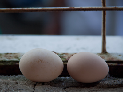 Next year`s champion hens.