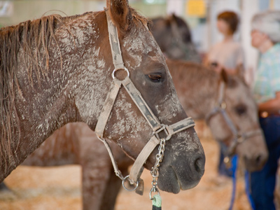 My favorite event of the county fair is the 4H horse grooming competition . . . 
