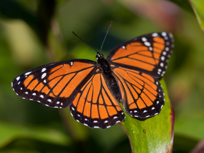 At this time of year, it`s feeling an instinctive pull southward.