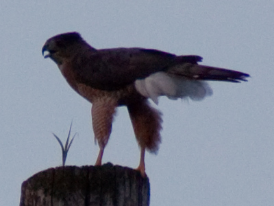 Capri pants were inspired by hawks.
