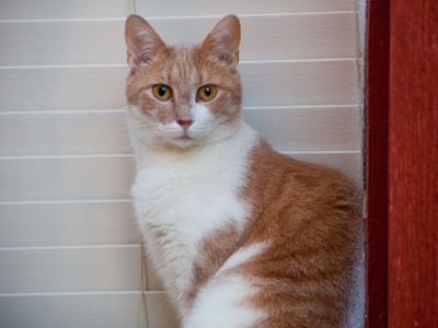 Stuck inside when all those birds are outside.