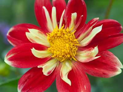 There are fewer flowers each time I visit the garden.