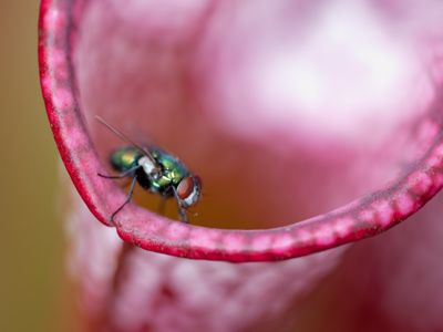 Dangling on the edge of death (see October 8, 2008).