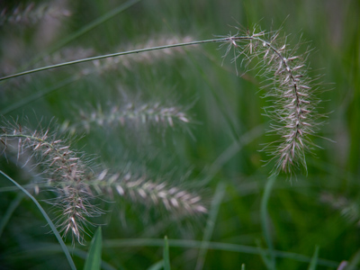 If this plant had a name, it would be Eileen.