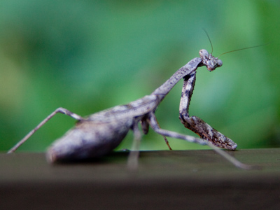 To get to the laundry room this evening, I had to stare down this angry-looking praying mantis.