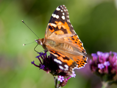 The painted lady butterfly is common throughout North America, and is also found in Asia, Africa and Europe.