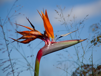 I had never heard of the bird of paradise flower until Wednesday when Mary said it was her favorite.  And then suddenly, here one is in front of me.