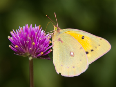 The territory of the clouded sulphur butterfly extends from northern Alaska to central Mexico.