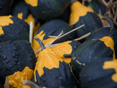 Careful, those stems are sharp.  You wouldn`t want to get gored by a gourd.