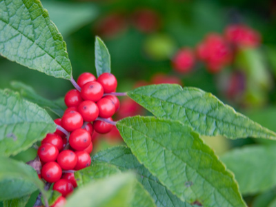 How many days until Christmas?