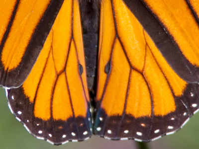 These pheromone scent glands make it obvious that this is a male monarch