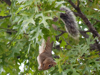 Rollicking rodents, part 2.