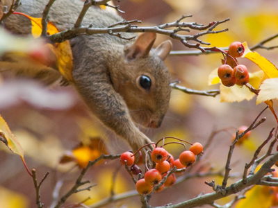 Rollicking rodents, part 3.