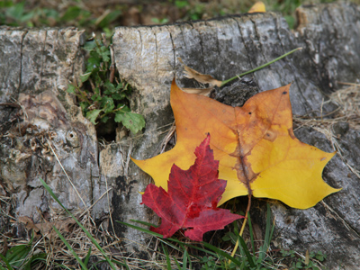 Autumn landscape -- or as close as you`ll get from me.