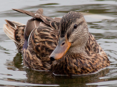 Turning the head and shoulders makes for a more dramatic portrait.