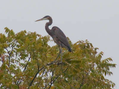  . . . at the top of the tree.
