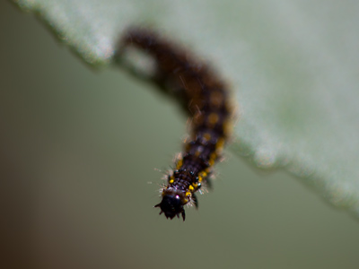 On the edge of oblivion.