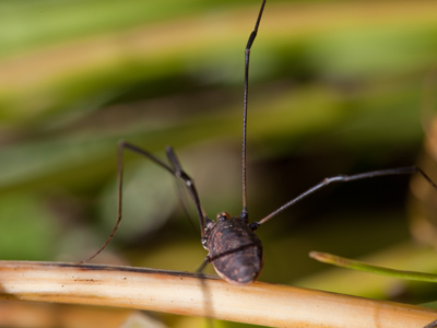 Did you see that Fred Astaire movie called `Daddy Long Legs?`  Most people haven`t.
