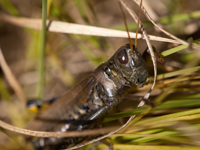 To my knowledge, Fred Astaire never appeared in a movie about grasshoppers.