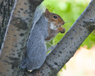 He hid in the tree because he`s going off his diet.